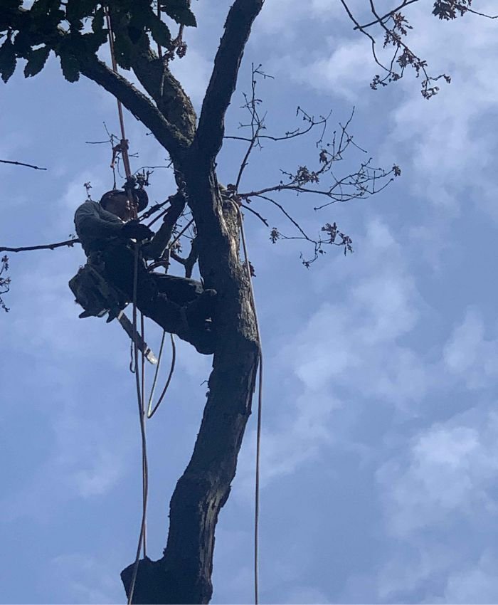 Tree Takedown — Trailblazer Turf & Timber