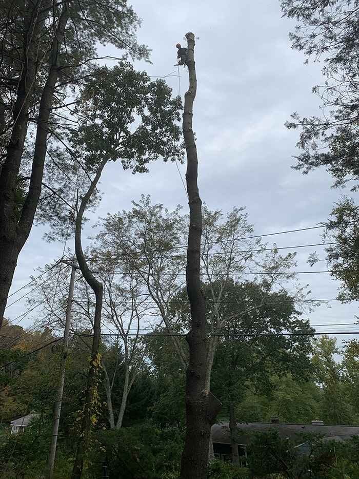 Free Consultation for Tree Analysis — Trailblazer Turf & Timber