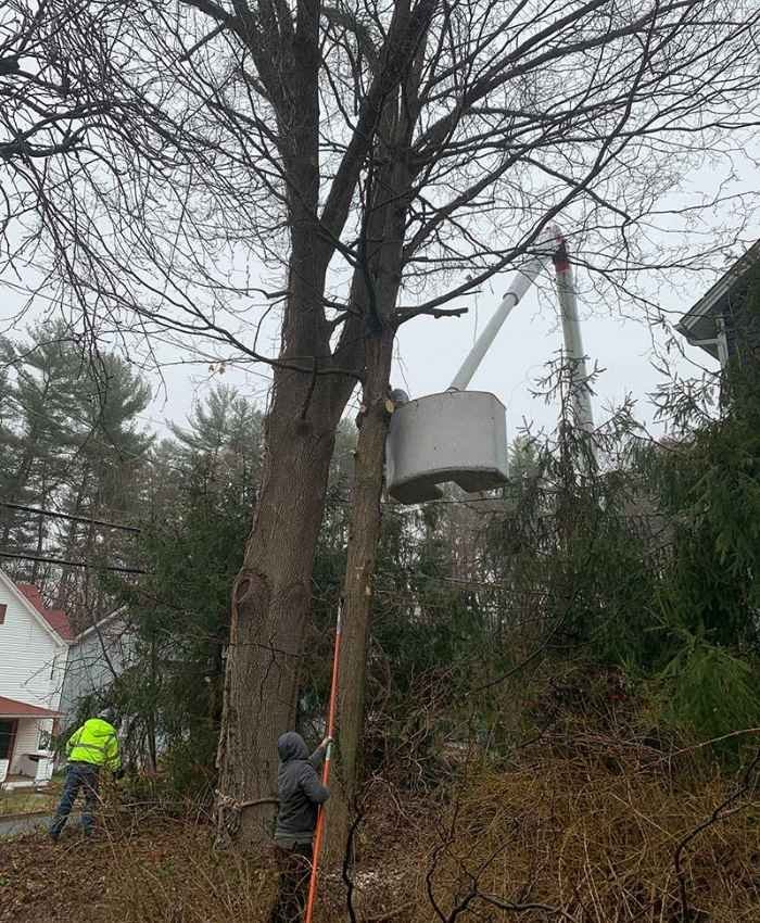 Tree Removal & Disposal — Trailblazer Turf & Timber