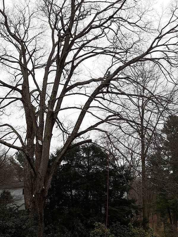 Tree Pruning / Trimming — Trailblazer Turf & Timber