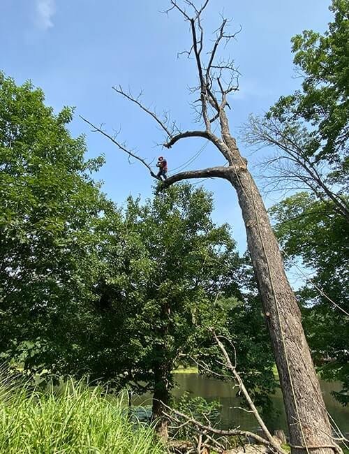 Climber removing a leaning dead tree over a pond in Westchester County, NY